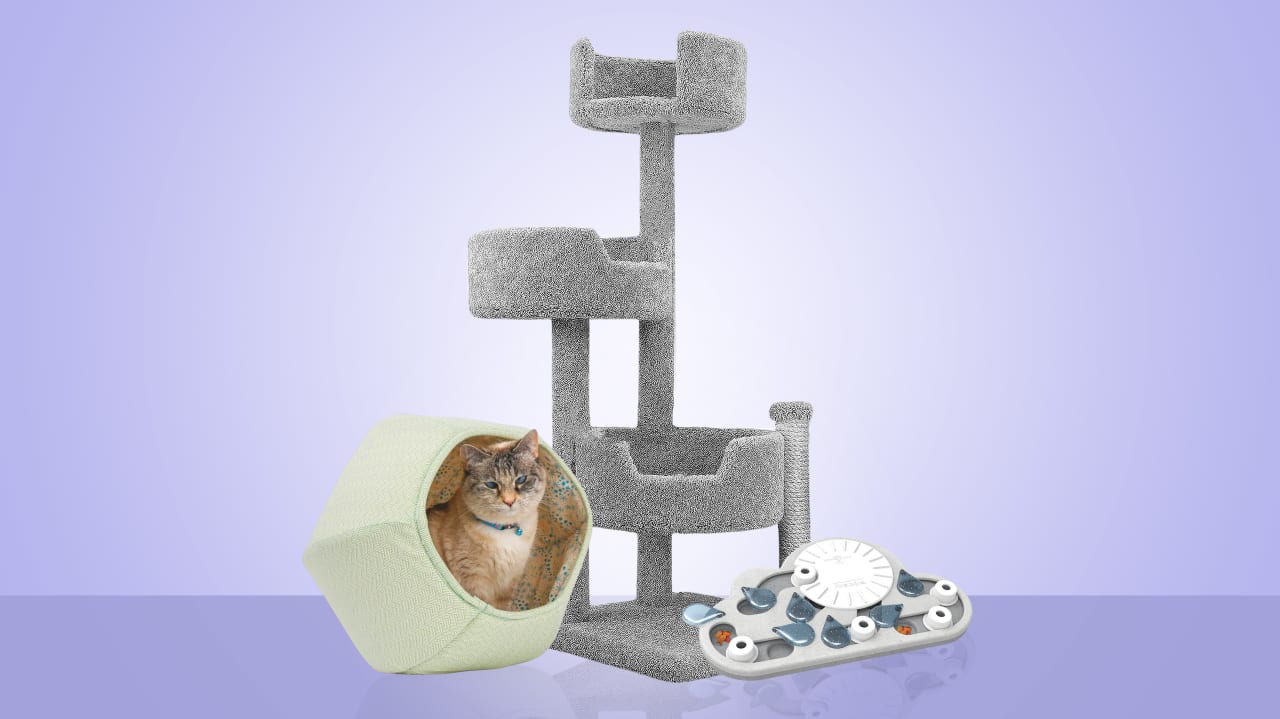 Toys for outlet hyperactive cats