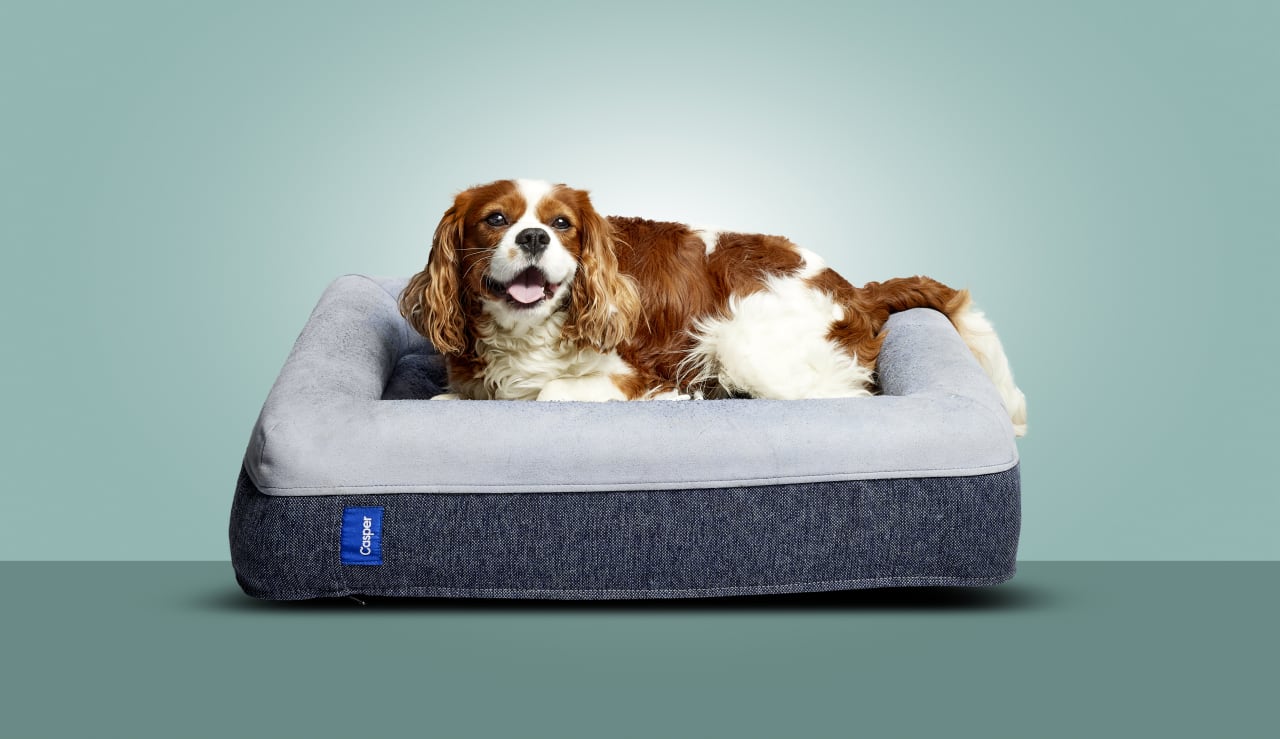 Casper dog outlet bed wash