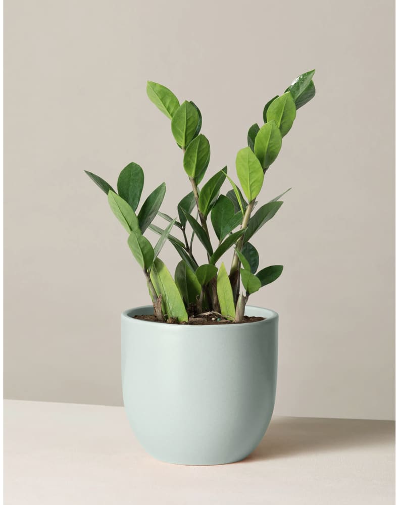 The 8 Best Indoor Plants for the Office, According to Plant Experts - Buy  Side from WSJ