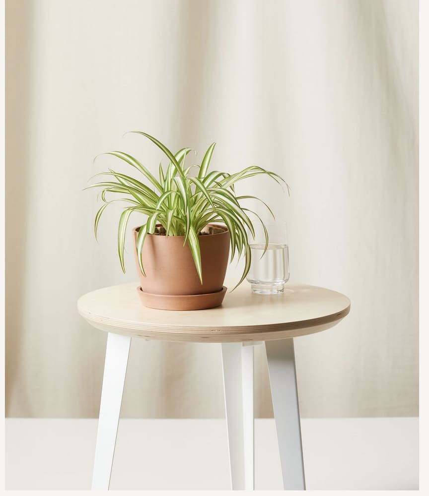 The 8 Best Indoor Plants for the Office, According to Plant Experts