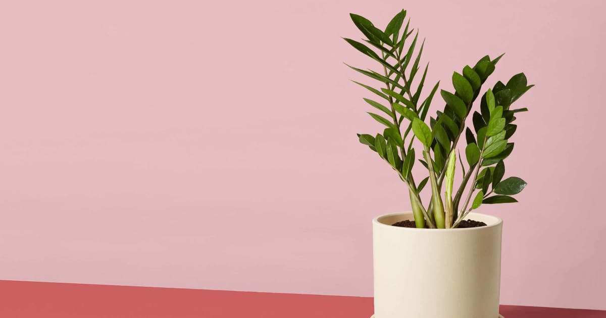 The 8 Best Indoor Plants for the Office, According to Plant Experts