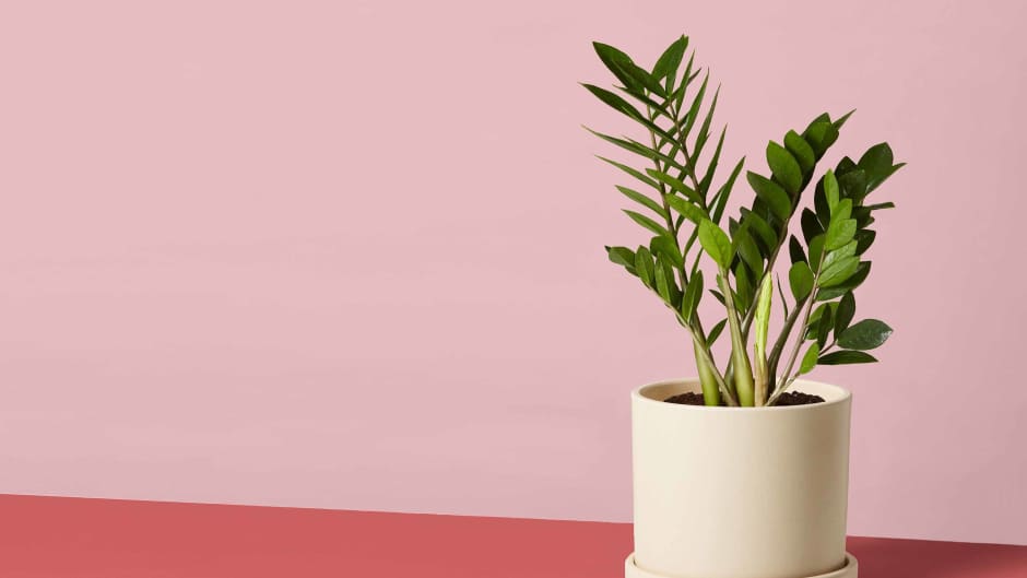 The 8 Best Plants for the Office, According to Plant Experts