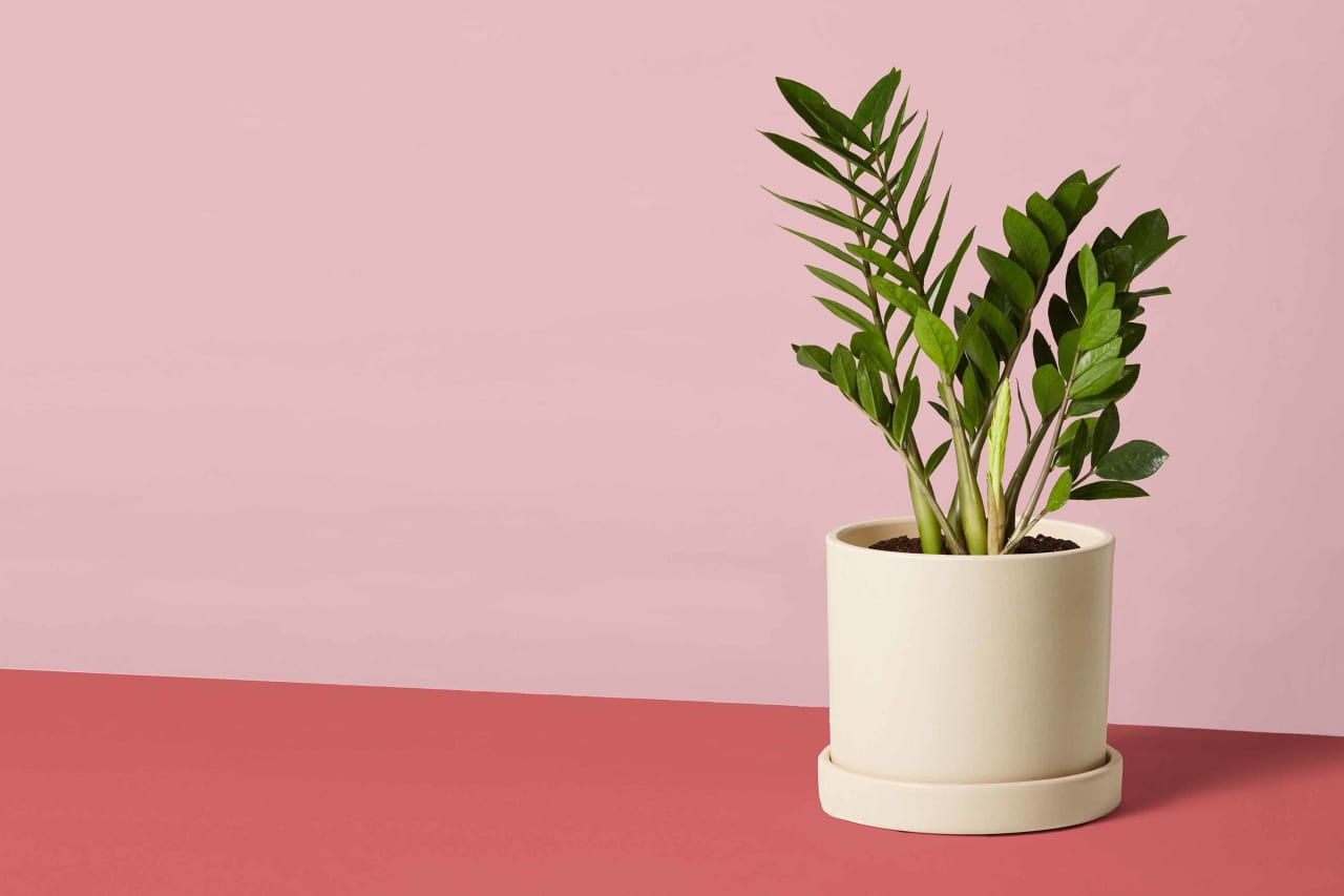 8 Cute Indoor Plants for Very Small Pots