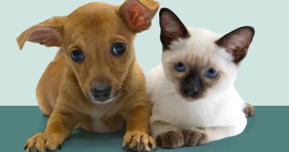 Is Pet Insurance Worth It? - Vimarsana News