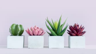 How to Care for Succulents, According to Plant Pros