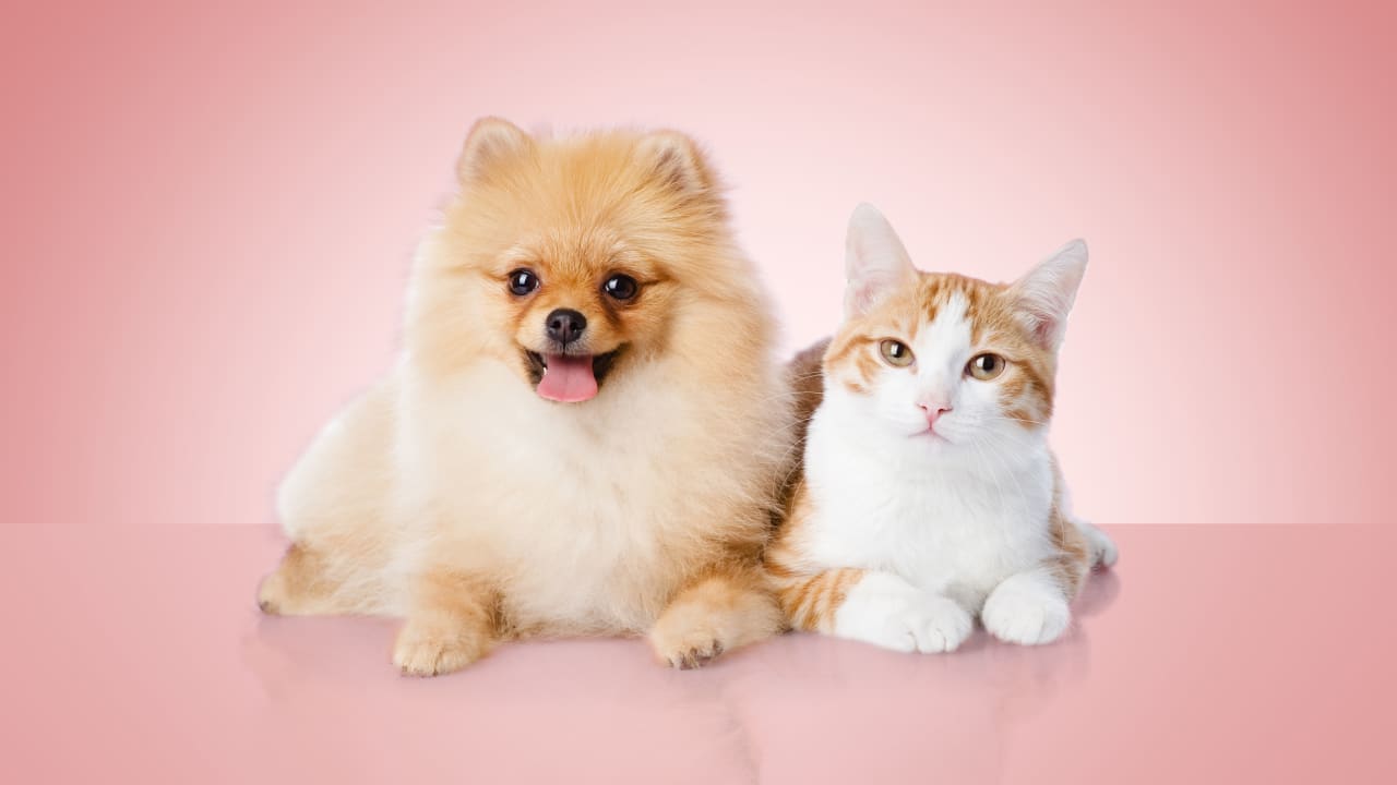 What is the best dog insurance to get
