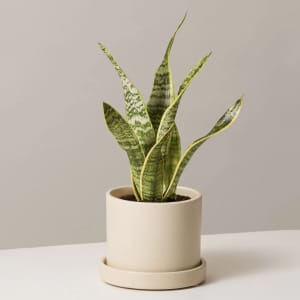 The Sill Snake Plant Laurentii