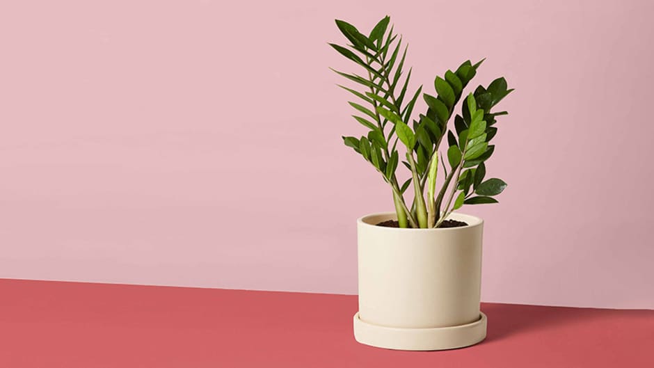 The 8 Best Indoor Plants for the Office, According to Plant Experts