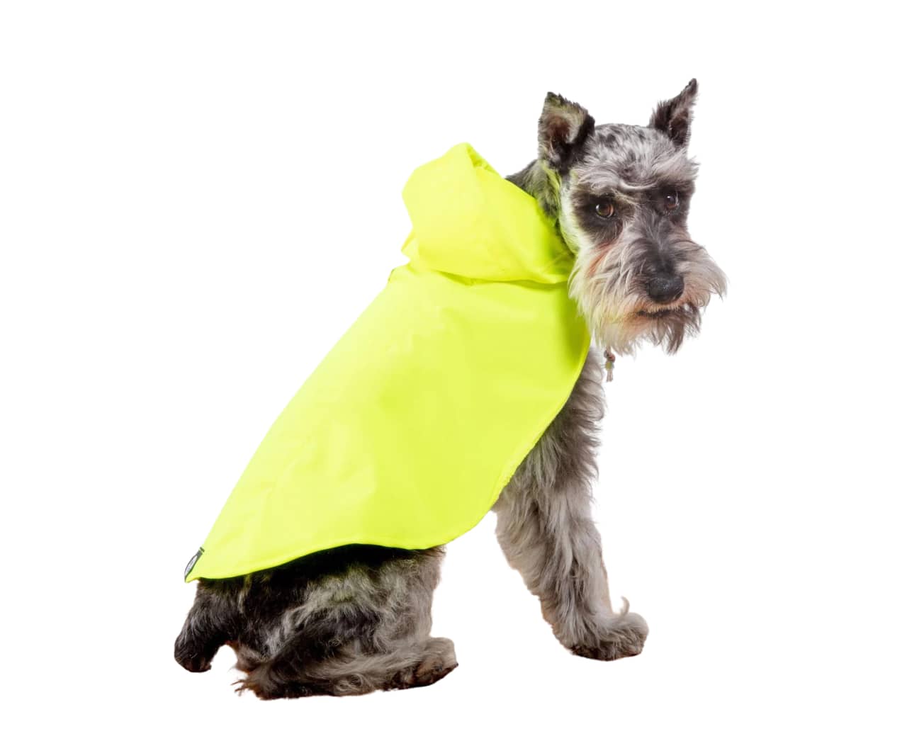 Buster outdoor best sale wear dog raincoat