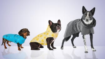 The 15 Best Raincoats for Dogs