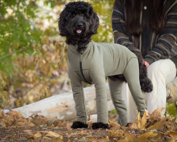 Dog all in hot sale one waterproof suit