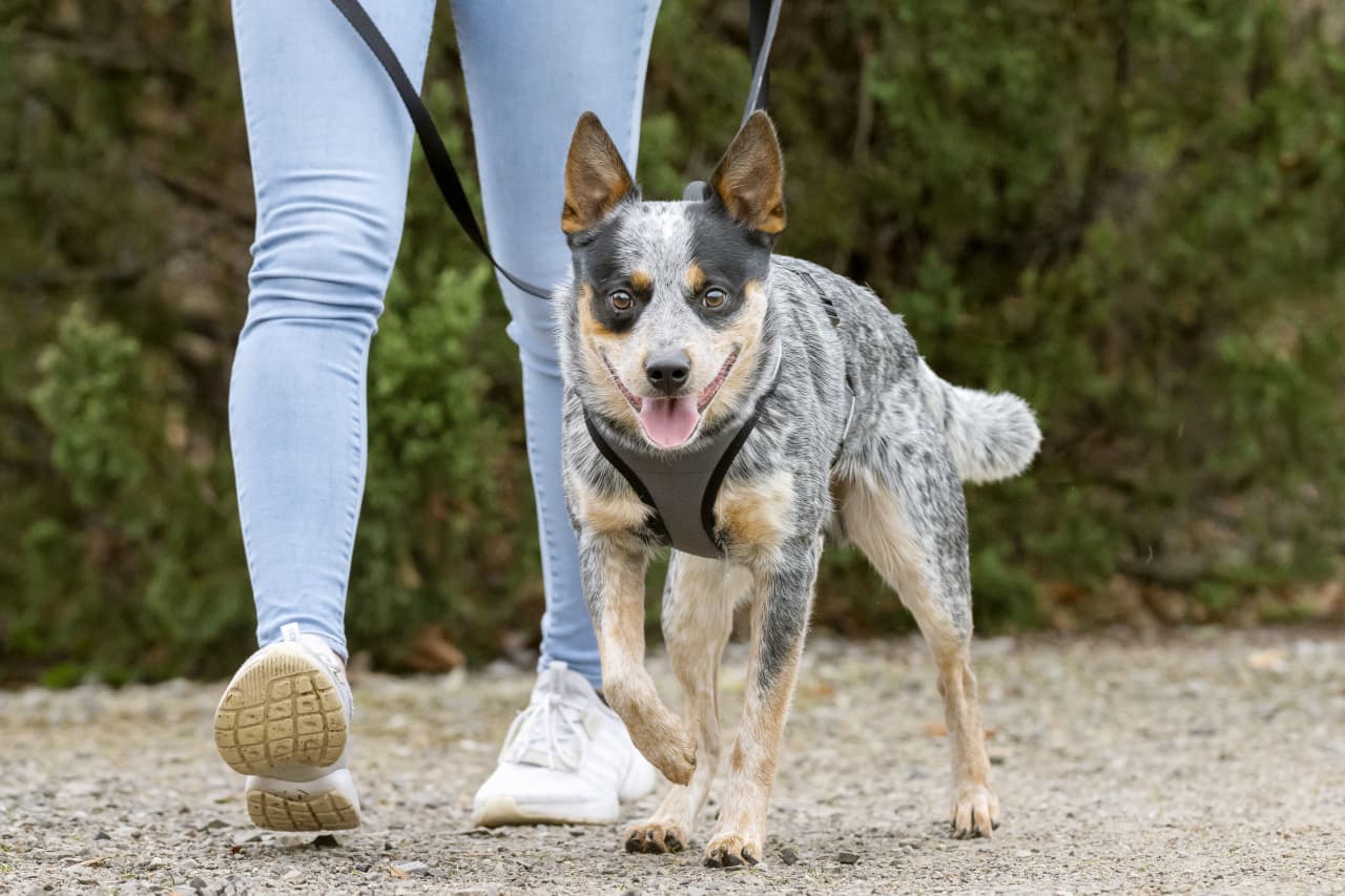 Lucy & Co. 5 Foot Dog Leash - Best Designer Dog Leashes - Leash for Big Dogs, Small Dog Leash, or Medium Dog Leash - Puppy Leash - Dog Accessories 