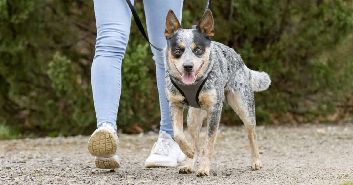 Reel It In - Why I Don't Like Retractable Leashes - Whole Dog Journal