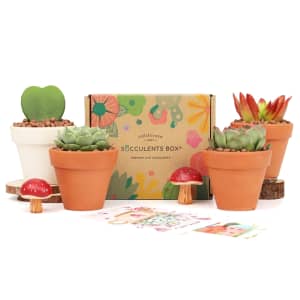 Succulents Box  “Let’s Go Green” Organically Grown Succulents