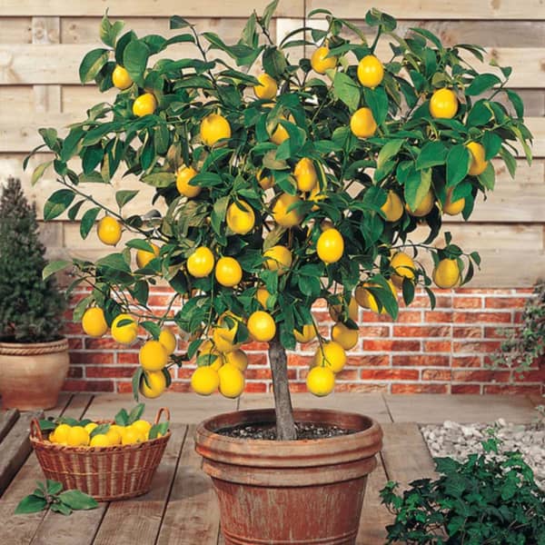 Meyer Lemon Tree